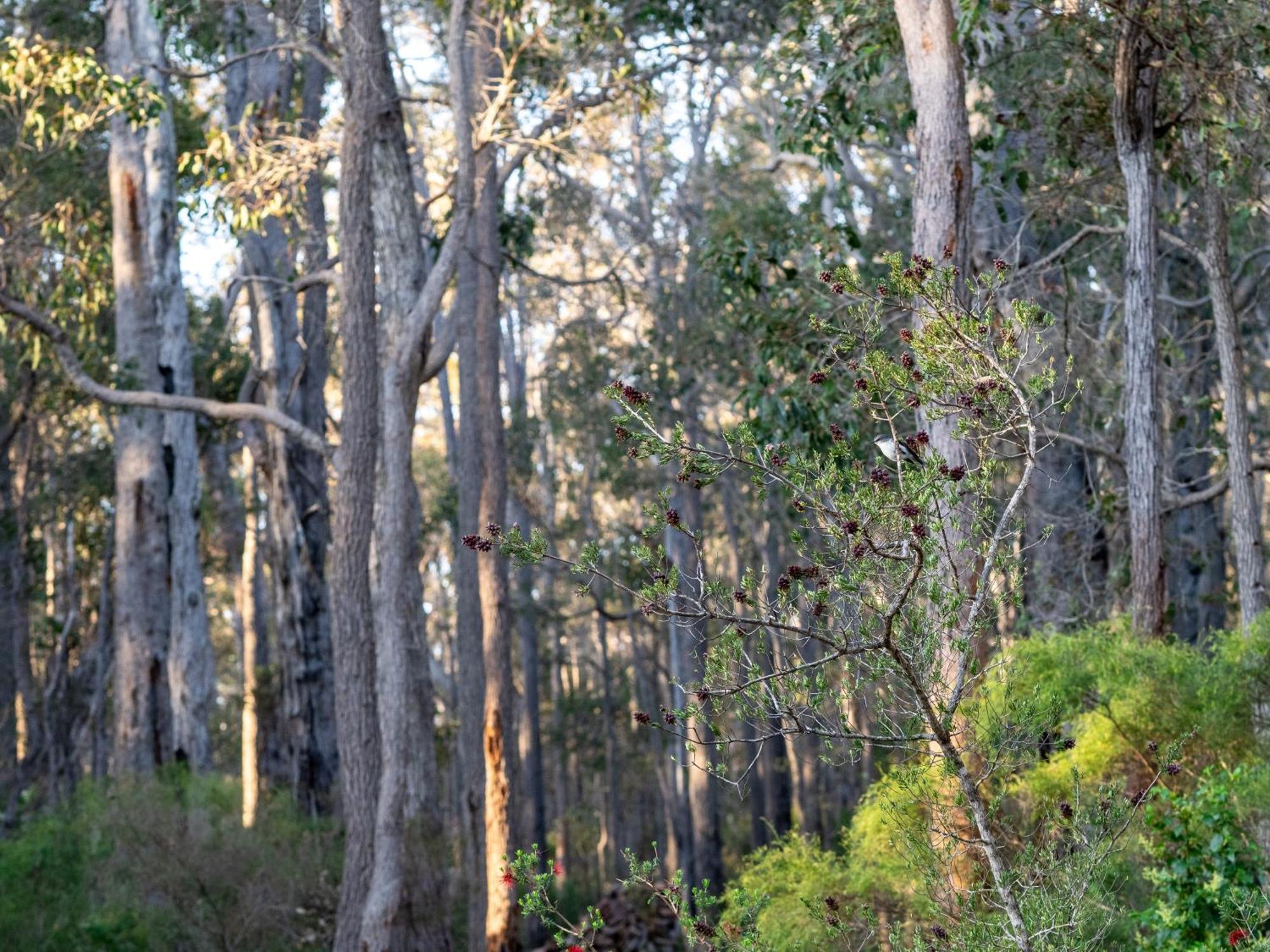 Jarrah Grove Forest Retreat - Adults Only Luxury Chalet Rosa Glen Екстер'єр фото