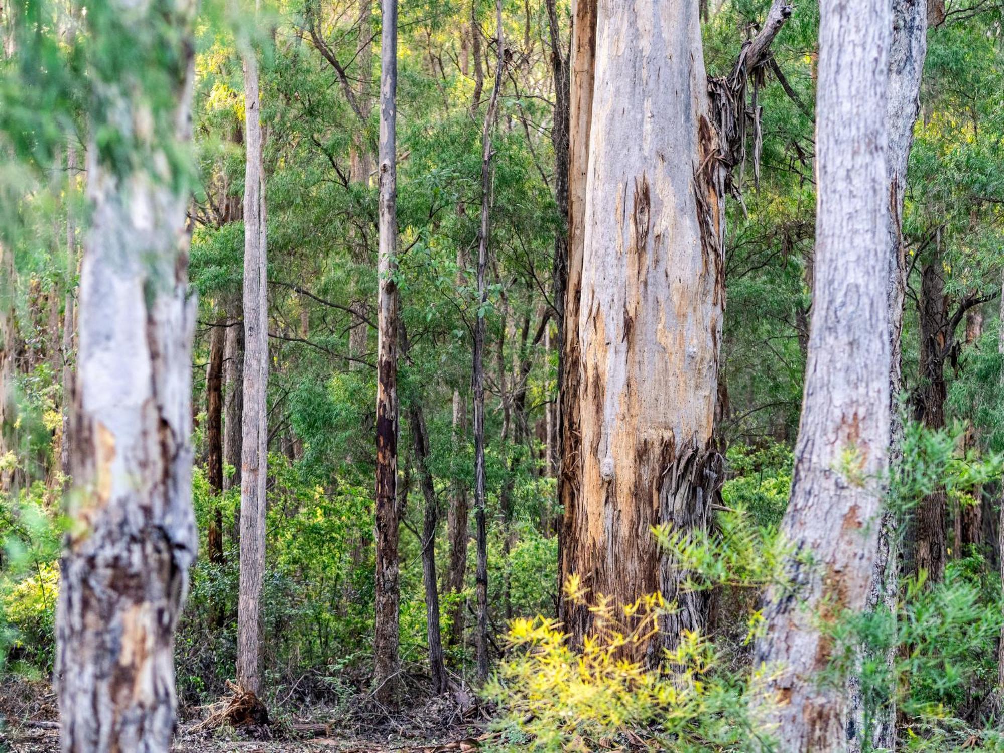 Jarrah Grove Forest Retreat - Adults Only Luxury Chalet Rosa Glen Екстер'єр фото